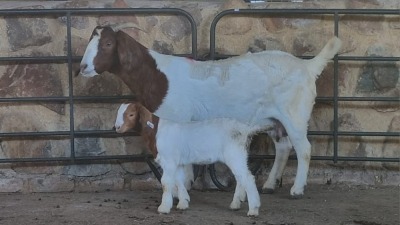 1+1x BOER GOAT FLOCK DOE WELLEABI STOET