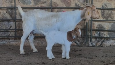 1+1x BOER GOAT FLOCK DOE WELLEABI STOET