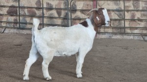 1x BOER GOAT FLOCK DOE WELLEABI STOET