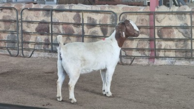 1x BOER GOAT FLOCK DOE WELLEABI STOET