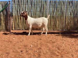 1X BOERBOK OOI/EWE COMPION BOERBOKSTOET - STOET/STUD