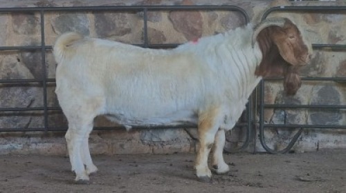 1x BOER GOAT FLOCK BUCK WELLEABI STOET