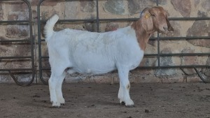 1x BOER GOAT FLOCK DOE WELLEABI STOET