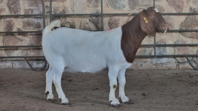 1x BOER GOAT FLOCK DOE WELLEABI STOET