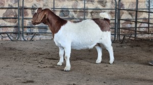 1x BOER GOAT FLOCK DOE WELLEABI STOET