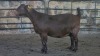 1x KALAHARI RED FLOCK DOE WELLEABI STOET