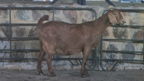1x KALAHARI RED FLOCK DOE WELLEABI STOET