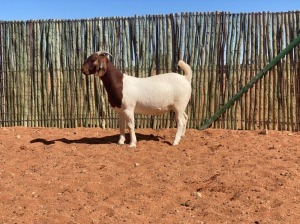 1X BOERBOK OOI/EWE COMPION BOERBOKSTOET - KUDDE/FLOCK