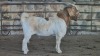 1x BOER GOAT FLOCK BUCK WELLEABI STOET