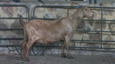 1x KALAHARI RED FLOCK DOE WELLEABI STOET