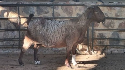 1x KALAHARI RED FLOCK DOE WELLEABI STOET