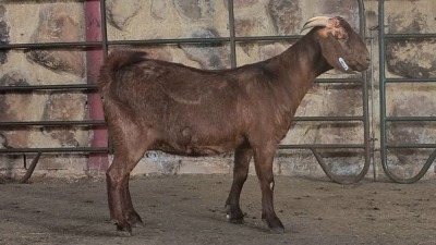 1x KALAHARI RED FLOCK DOE WELLEABI STOET