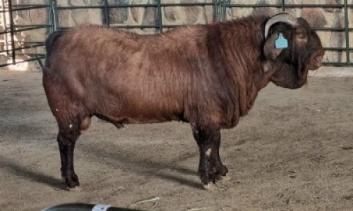 1x KALAHARI RED FLOCK BUCK WELLEABI STOET