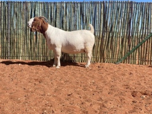 1X BOERBOK OOI/EWE COMPION BOERBOKSTOET - KUDDE/FLOCK