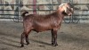 1x KALAHARI RED FLOCK BUCK WELLEABI STOET