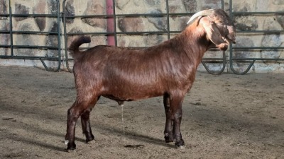 1x KALAHARI RED FLOCK BUCK WELLEABI STOET