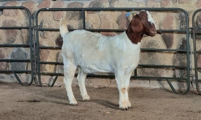 1x BOER GOAT FLOCK DOE WELLEABI STOET