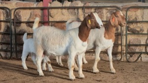 2+2x BOER GOAT DOE WELLEABI STOET (Pay per animal)