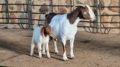 1+1x BOER GOAT DOE WELLEABI STOET