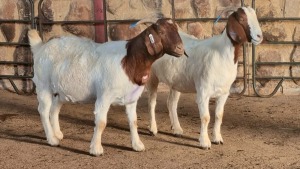 2x BOER GOAT DOE WELLEABI STOET (Pay per animal)