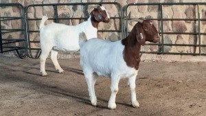 2x BOER GOAT DOE WELLEABI STOET (Pay per animal)