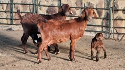 2+3x KALAHARI RED DOE WELLEABI STOET (Pay per animal)