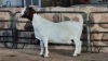 1x BOER GOAT DOE WELLEABI STOET - 2