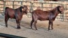 2x KALAHARI RED BUCK WELLEABI STOET (Pay per animal) - 2