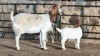 1+2x BOER GOAT DOE WELLEABI STOET - 2