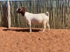 2X BOERBOK OOI/EWE COMPION BOERBOKSTOET - KUDDE/FLOCK - 3