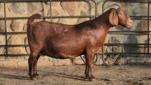 1x KALAHARI RED DOE WELLEABI STOET