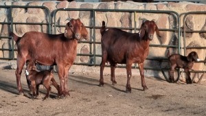 2+2x KALAHARI RED DOE WELLEABI STOET (Pay per animal)