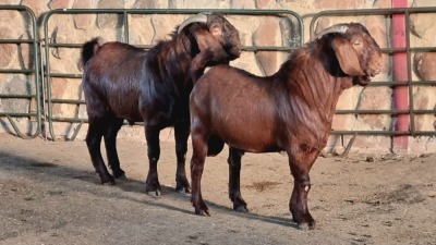 2x KALAHARI RED BUCK WELLEABI STOET (Pay per animal)