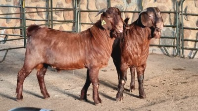 2x KALAHARI RED BUCK WELLEABI STOET (Pay per animal)