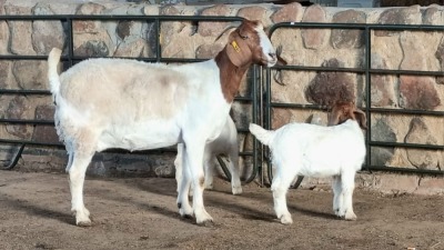 1+2x BOER GOAT DOE WELLEABI STOET