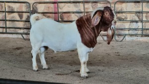 1x BOER GOAT BUCK WELLEABI STOET