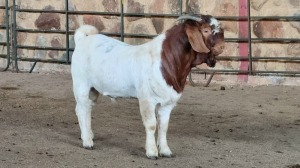 1x BOER GOAT BUCK WELLEABI STOET