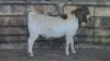 1x BOER GOAT FLOCK BUCK WELLEABI STOET