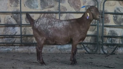 1x KALAHARI RED FLOCK DOE WELLEABI STOET