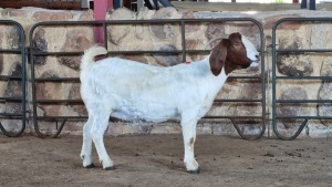 1x BOER GOAT FLOCK DOE WELLEABI STOET