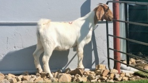 1x BOER GOAT DOE ALBERT LOUBSER