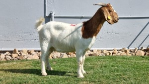 1x BOER GOAT DOE ALBERT LOUBSER