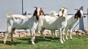 3x BOER GOAT DOE ALBERT LOUBSER (Pay per animal)