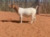 2X BOERBOK OOI/EWE COMPION BOERBOKSTOET - KUDDE/FLOCK - 3