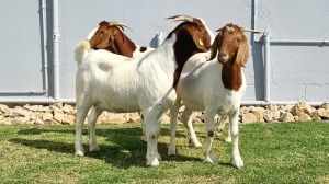 3x BOER GOAT DOE ALBERT LOUBSER (Pay per animal)