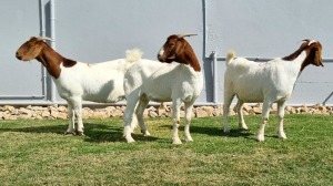 3x BOER GOAT DOE ALBERT LOUBSER (Pay per animal)