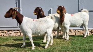 3x BOER GOAT DOE ALBERT LOUBSER (Pay per animal)