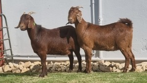 2x KALAHARI RED DOE ALBERT LOUBSER (Pay per animal)