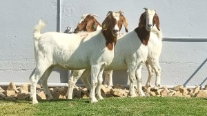 3x BOER GOAT DOE ALBERT LOUBSER (Pay per animal)