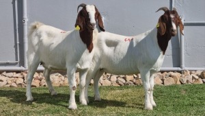 2x BOER GOAT DOE ALBERT LOUBSER (Pay per animal)